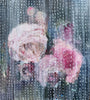 Darlene Cole artwork 'Dance in a Storm (roses behind vintage curtain)' available at Bau-Xi Gallery Toronto, Ontario