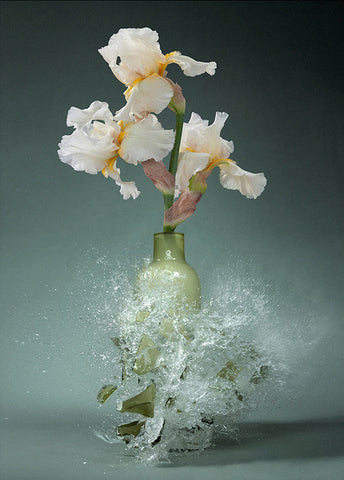 Untitled (Iris) - 31x24 in. - $4,850