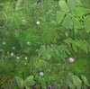 Robert Marchessault artwork 'Mur Vivant XII' available at Bau-Xi Gallery Toronto, Ontario