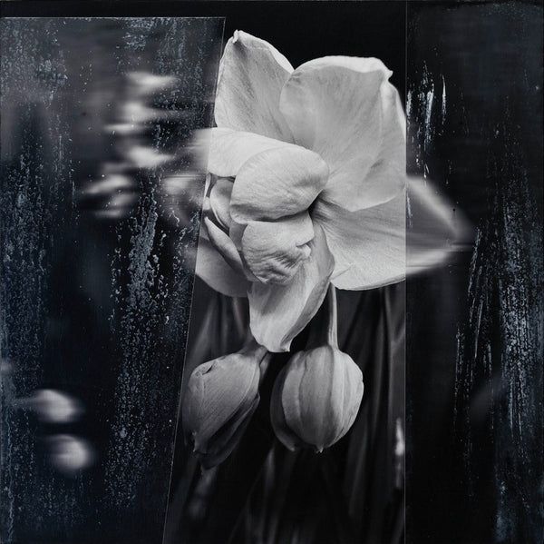 Andre Petterson artwork 'Second Bloom' available at Bau-Xi Gallery Vancouver