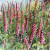 Jamie Evrard artwork 'Foxglove Meadow
Foxglove Meadow' available at Bau-Xi Gallery Vancouver