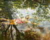 Vicki Smith artwork 'Peaceful' available at Bau-Xi Gallery Vancouver