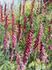 Foxglove Meadow