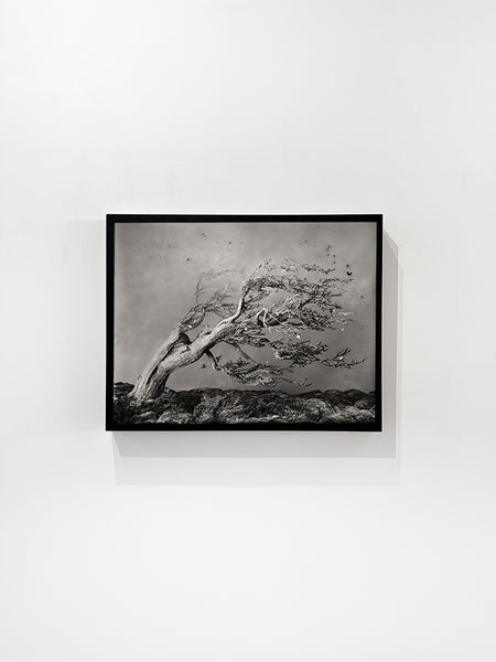 Original Artwork by Whitney Lewis-Smith 'Chimera Fukinagashi Bonsai' for  sale at Bau-Xi Gallery Toronto