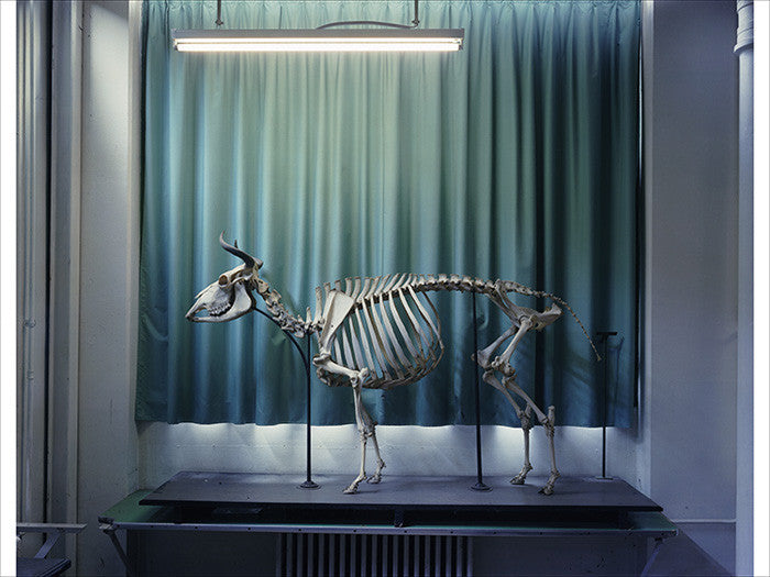 Richard Barnes Artwork | Dramatic photographs of animals, museum interiors and architecture.
