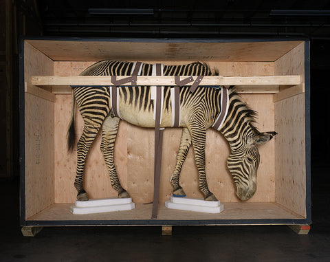 Smithsonian Zebra from Animal Logic - available in 3 sizes