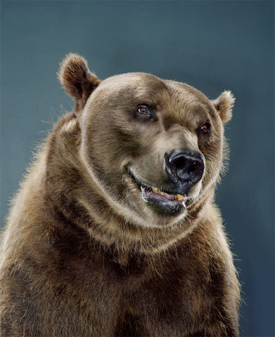 Untitled (Ursine, #90L-41)