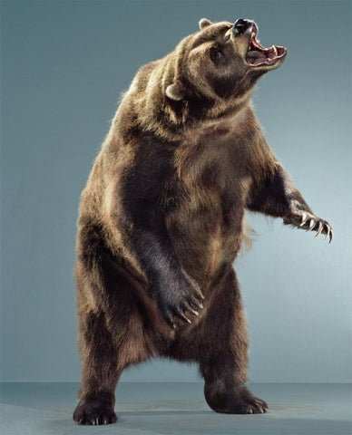 Untitled (Ursine, #16C-49)