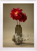 Untitled (Dahlia VIII) - 2 Sizes - $13,950-$22,500