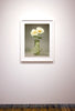 Untitled (Paeonia IX)- 31x24 in. - $4,850
