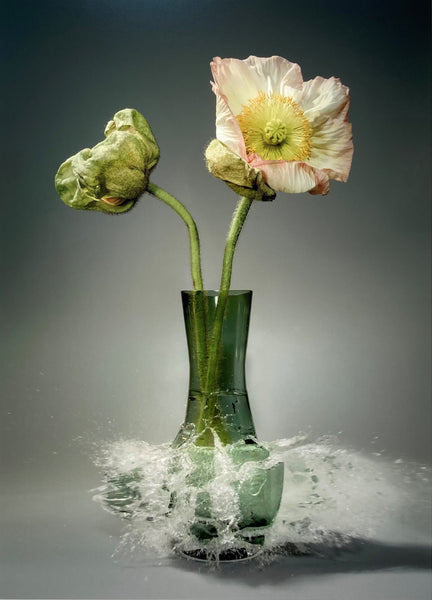 Untitled (Papaver X) - 31x24 in. - $4,850