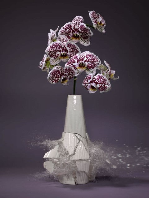 Martin Klimas artwork 'Untitled (Orchidaceae X)' available at Bau-Xi Gallery Toronto, Ontario