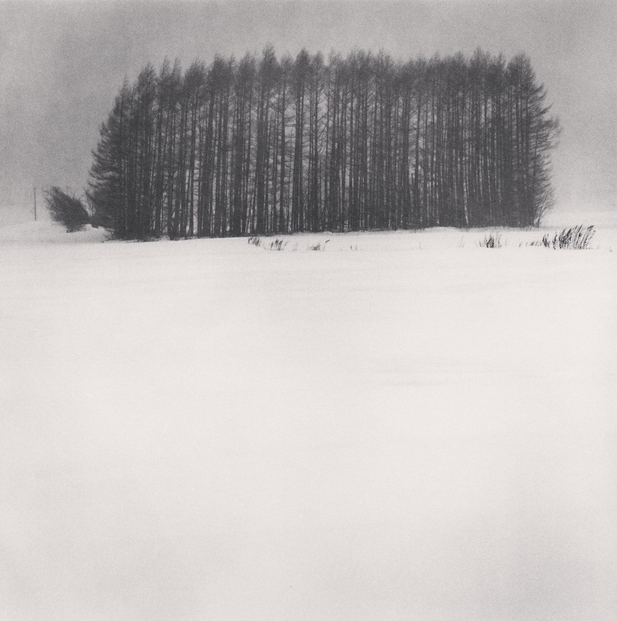 Michael Kenna at Bau-Xi Gallery | Trees in Snowstorm, Wakoto