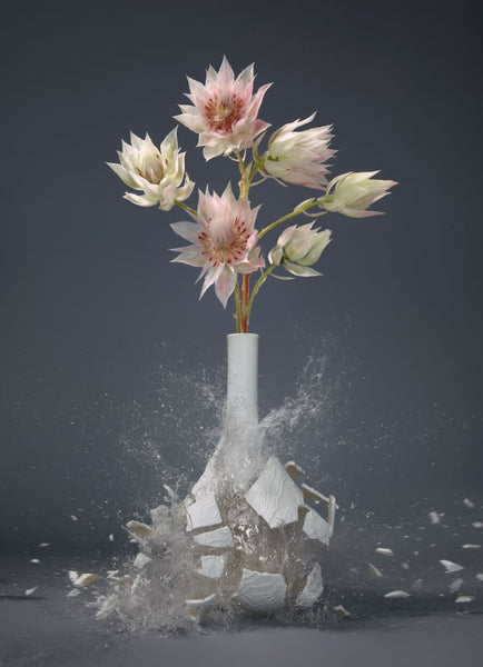 Martin Klimas artwork 'Untitled (Serruria Florida)' available at Bau-Xi Gallery Toronto, Ontario